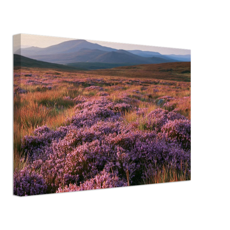 A Scottish heather moor in full bloom on a gallery-wrapped canvas, the purple heather continuing around the deep side edge