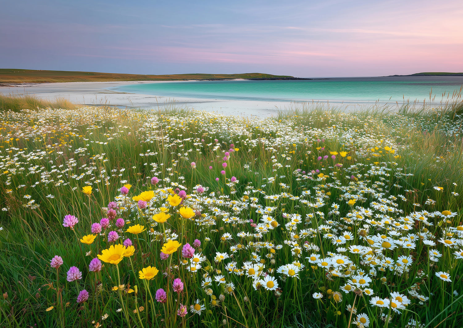 Wildflower machair meadow above a turquoise Hebridean bay