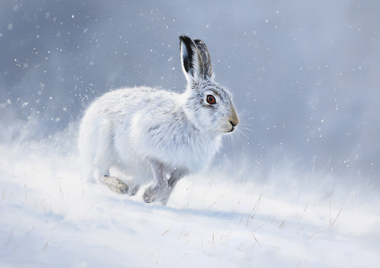A mountain hare in white winter coat running through falling snow across a pale snowfield