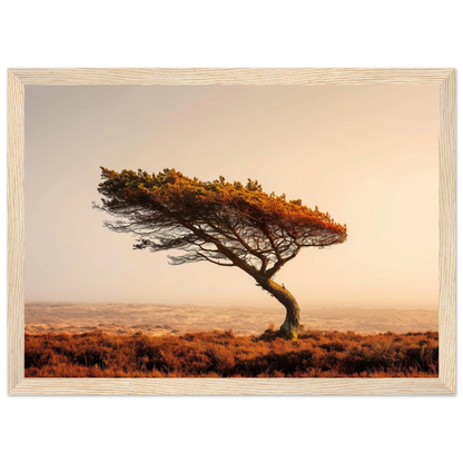 Lone pine on rust moorland, art print in a pale natural wood frame with a wide mount