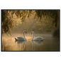 Two mute swans facing each other on a misty lake in golden morning light, print in a black frame