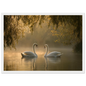 Two mute swans facing each other on a misty lake in golden morning light, print in a white frame