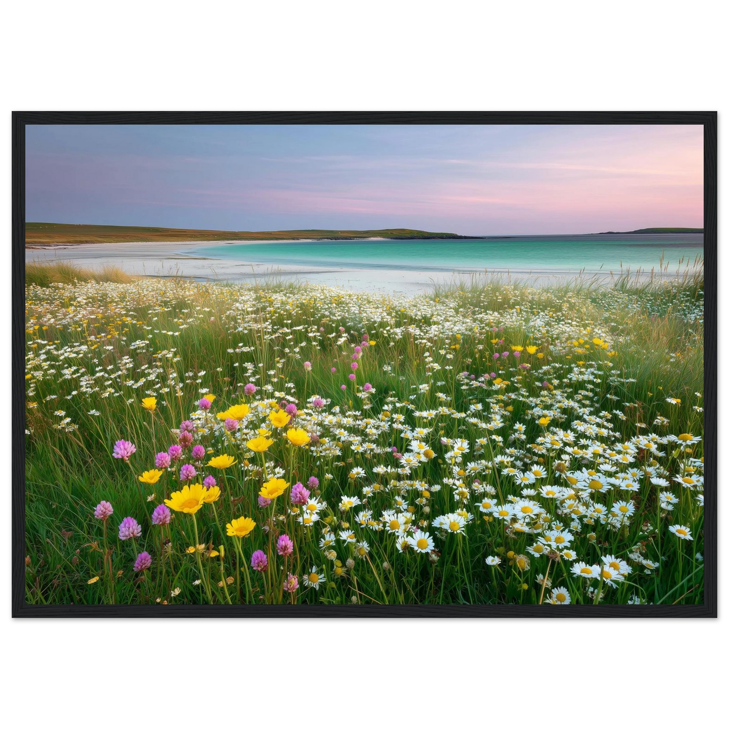 Scottish shell-sand meadow in flower, framed in charcoal