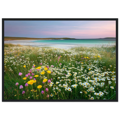 Scottish shell-sand meadow in flower, framed in charcoal