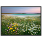 Scottish shell-sand meadow in flower, framed in charcoal