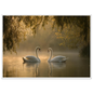 Two mute swans facing each other on a misty lake in golden morning light, print in a white frame