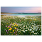 Daisies and buttercups on the machair, framed print in a dark frame