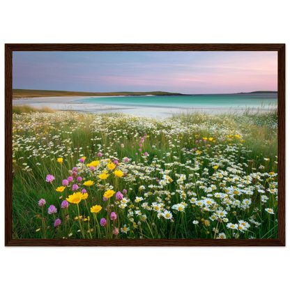 Machair in flower, framed print in a dark brown wood frame