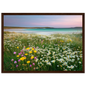 Machair in flower, framed print in a dark brown wood frame