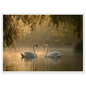 Two mute swans facing each other on a misty lake in golden morning light, print in a white frame