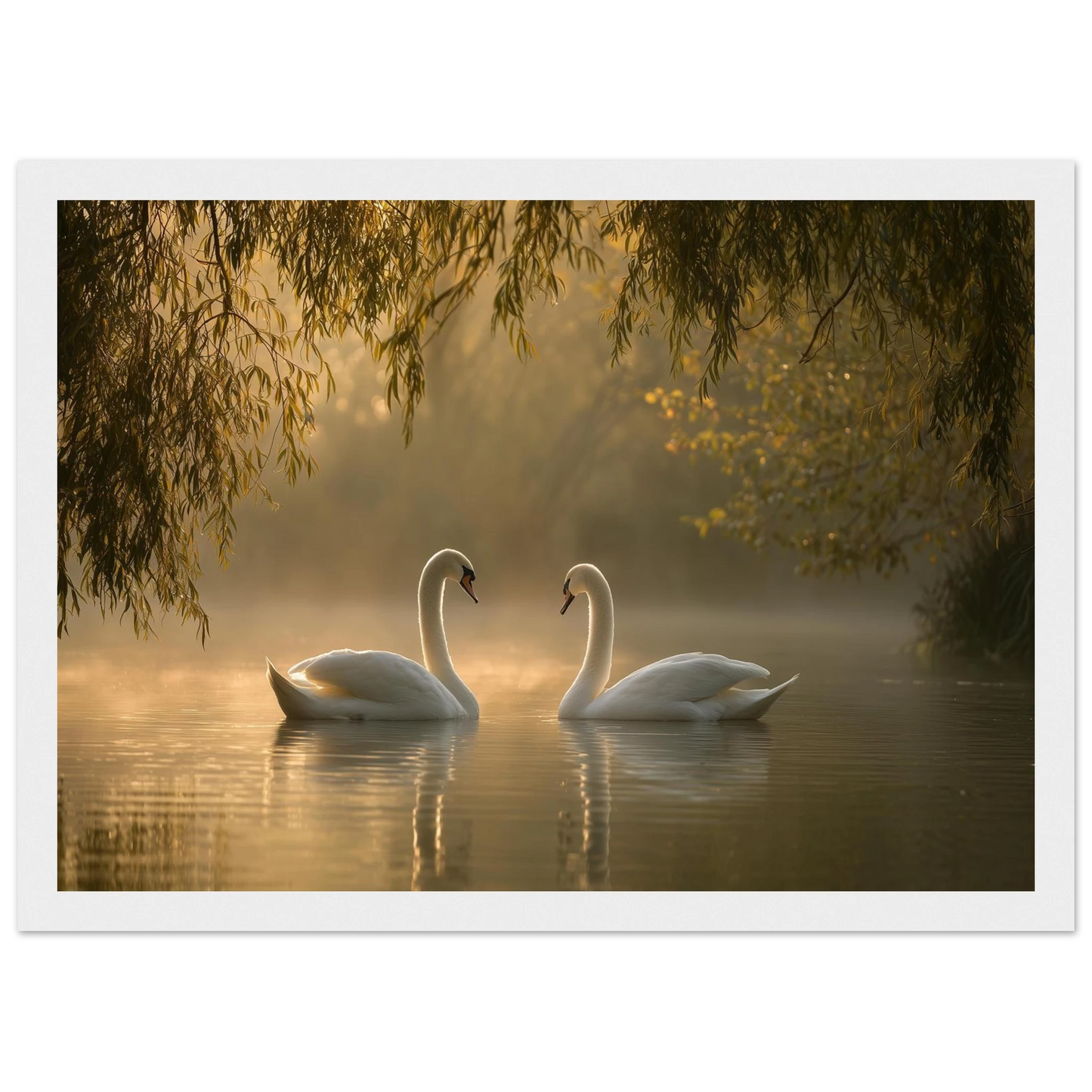 Two mute swans facing each other on a misty lake in golden morning light, print in a white frame