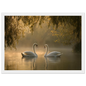 Two mute swans facing each other on a misty lake in golden morning light, print in a white frame