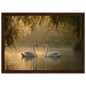 Two mute swans facing each other on a misty lake in golden morning light, print in a dark brown wood frame