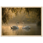 Two mute swans facing each other on a misty lake in golden morning light, print in a natural light wood frame