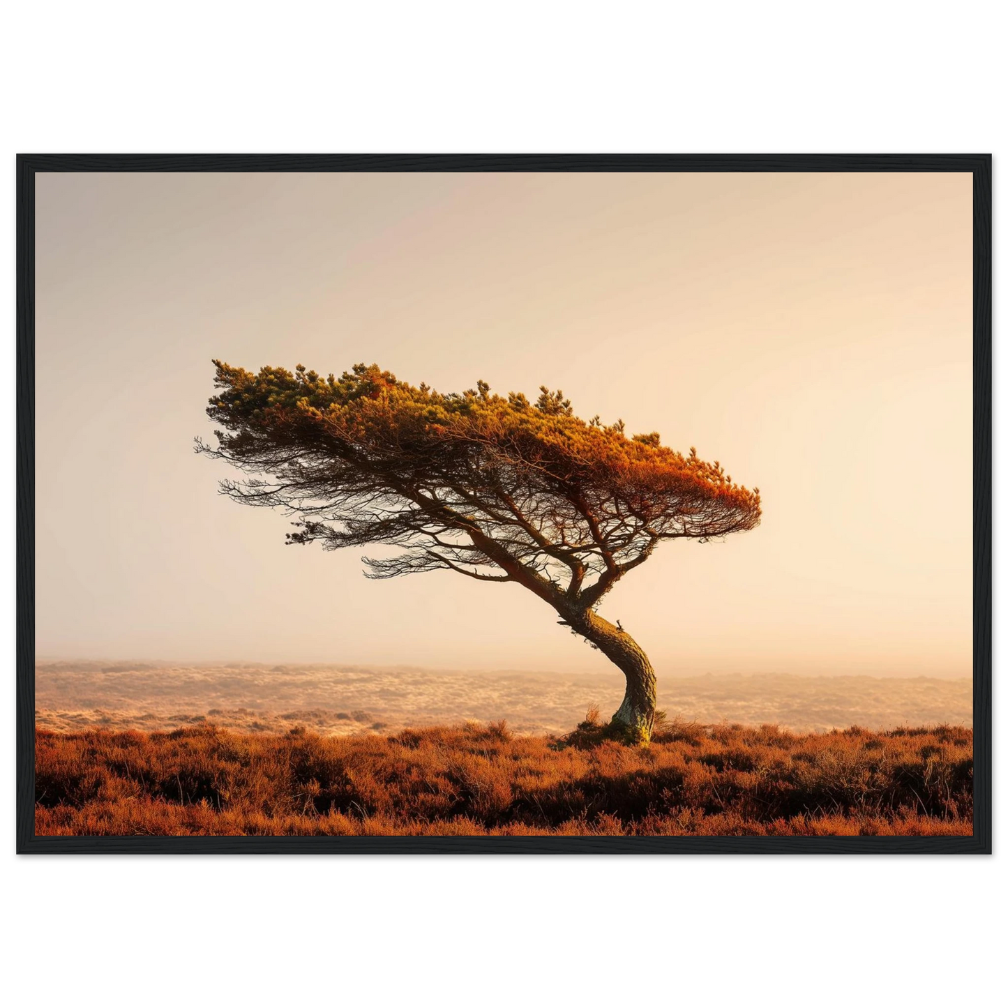 Lone pine at dawn on open moor, framed in dark grey