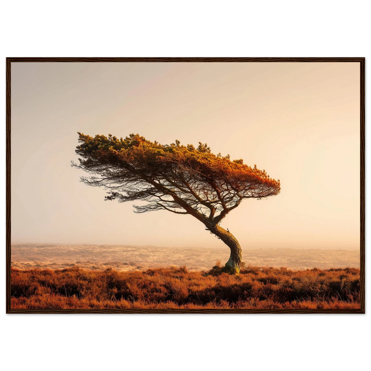 Wind-bent pine at first light, poster in a warm brown wood frame