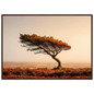 Wind-bent pine at first light, poster in a warm brown wood frame