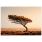 Wind-swept pine on Scottish moor, framed print in a dark grey frame