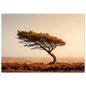 A lone wind-bent pine on open Scottish moorland, its crown swept to one side, rust heather below and hazy amber light behind, in a slim dark frame