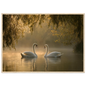Two mute swans facing each other on a misty lake in golden morning light, print in a natural light wood frame