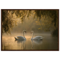 Two mute swans facing each other on a misty lake in golden morning light, print in a dark brown wood frame