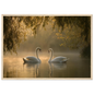 Two mute swans facing each other on a misty lake in golden morning light, print in a natural light wood frame