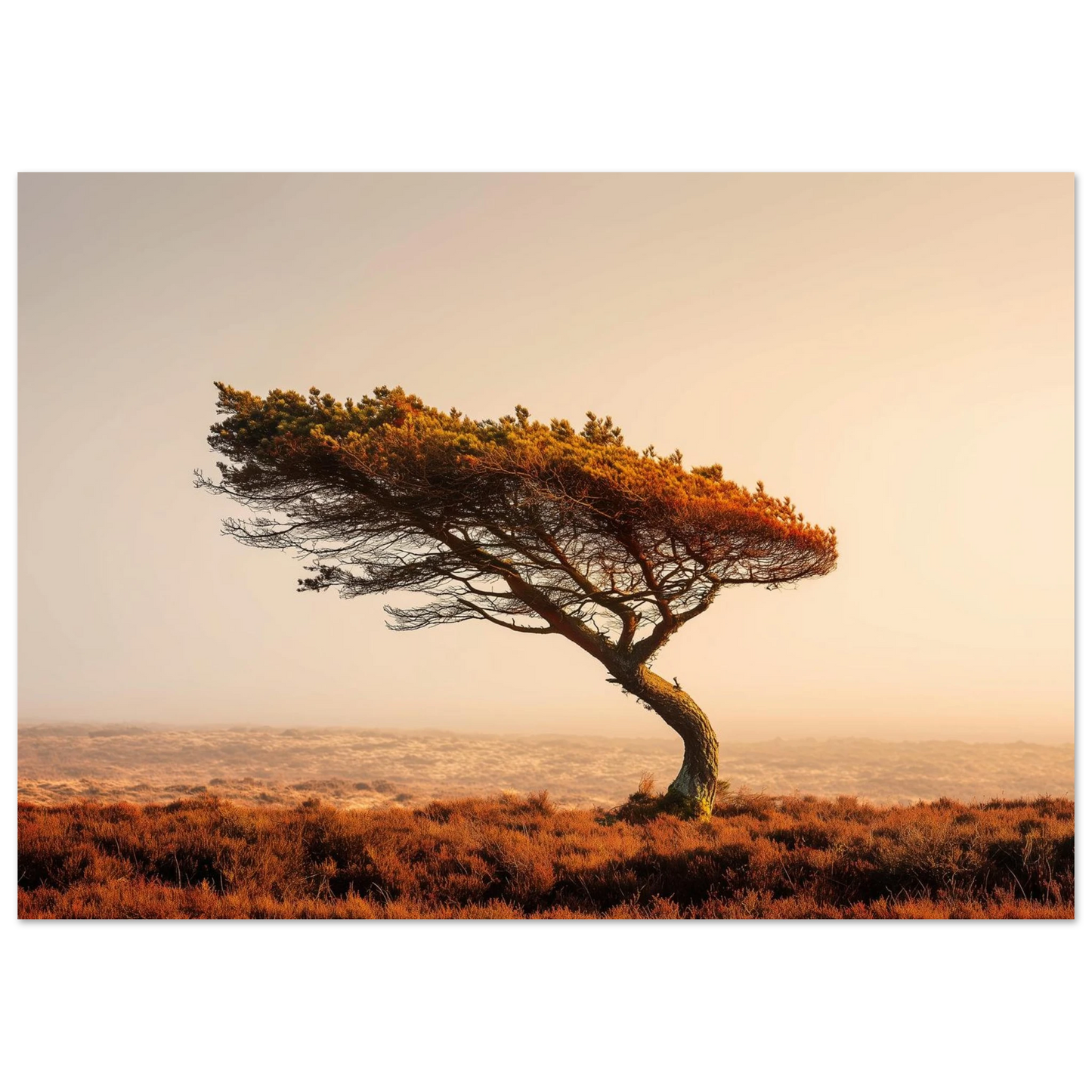 Lone pine on open moorland, framed in a slim dark frame