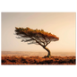 Lone pine on open moorland, framed in a slim dark frame