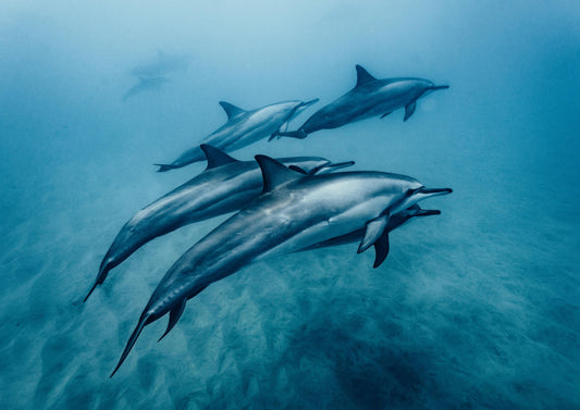 Blue Dolphins