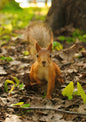 Curious Squirrel