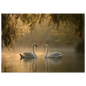 Two mute swans facing each other on a misty lake in golden morning light, unframed print