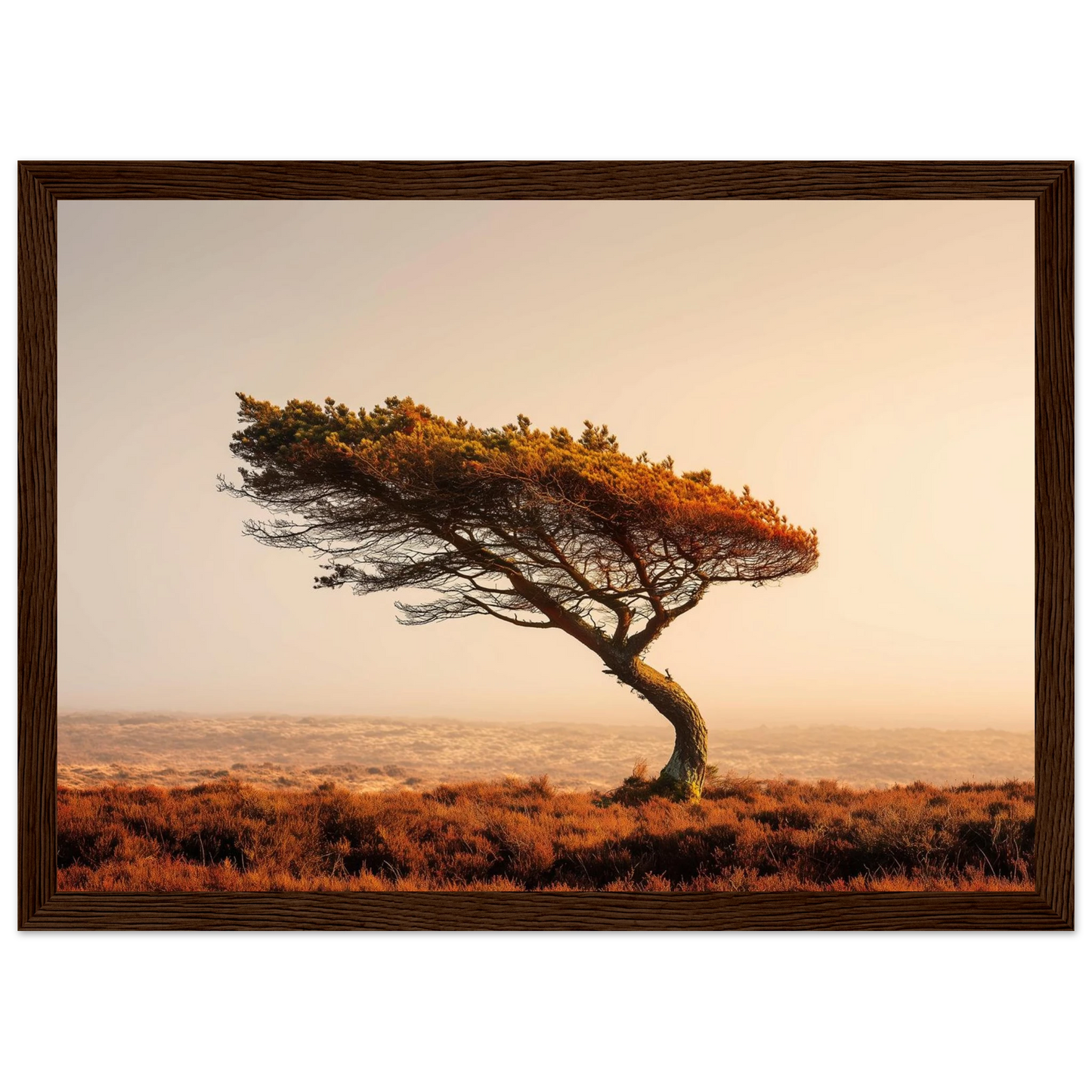 Wind-swept pine on heather moor in a wide dark walnut frame