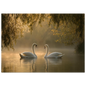 Two mute swans facing each other on a misty lake in golden morning light, unframed print