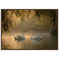 Two mute swans facing each other on a misty lake in golden morning light, print in a dark brown wood frame