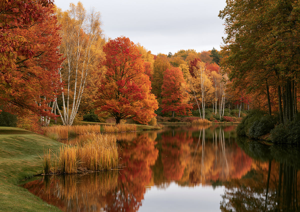 A lake in full autumn colour, silver birch and a red maple on the near bank, the whole wooded slope doubled in still water