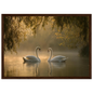 Two mute swans facing each other on a misty lake in golden morning light, print in a dark brown wood frame