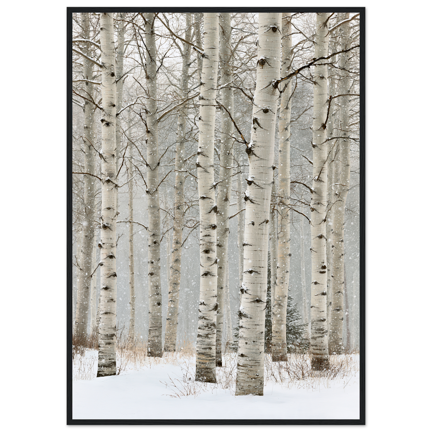 Birch in falling snow, print in a black frame