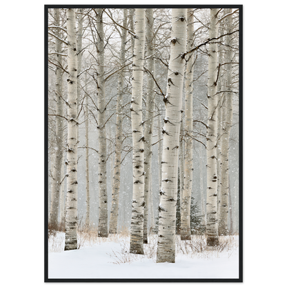 Birch in falling snow, print in a black frame