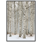 Birch in falling snow, print in a black frame