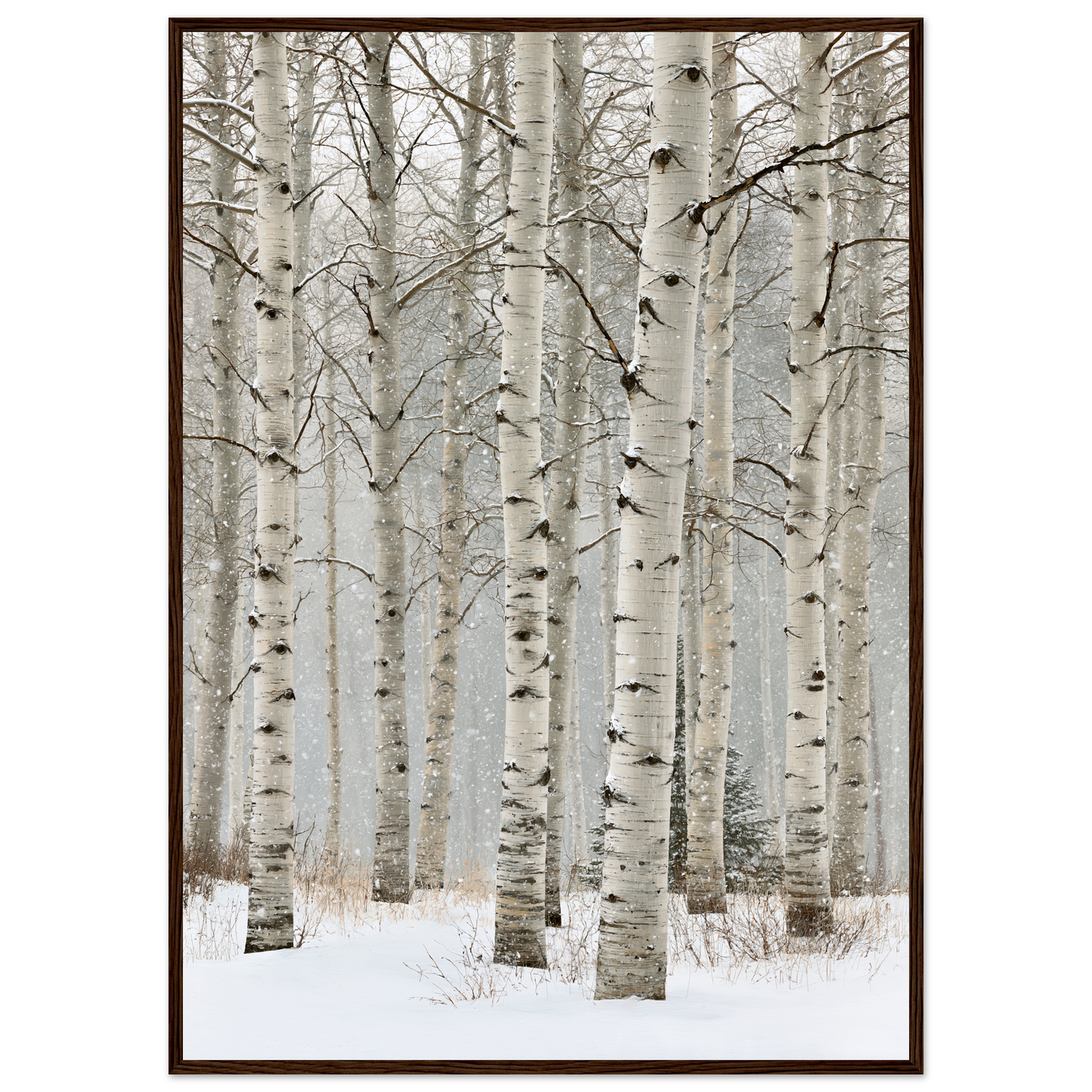 Birch in falling snow, print in a dark wood frame