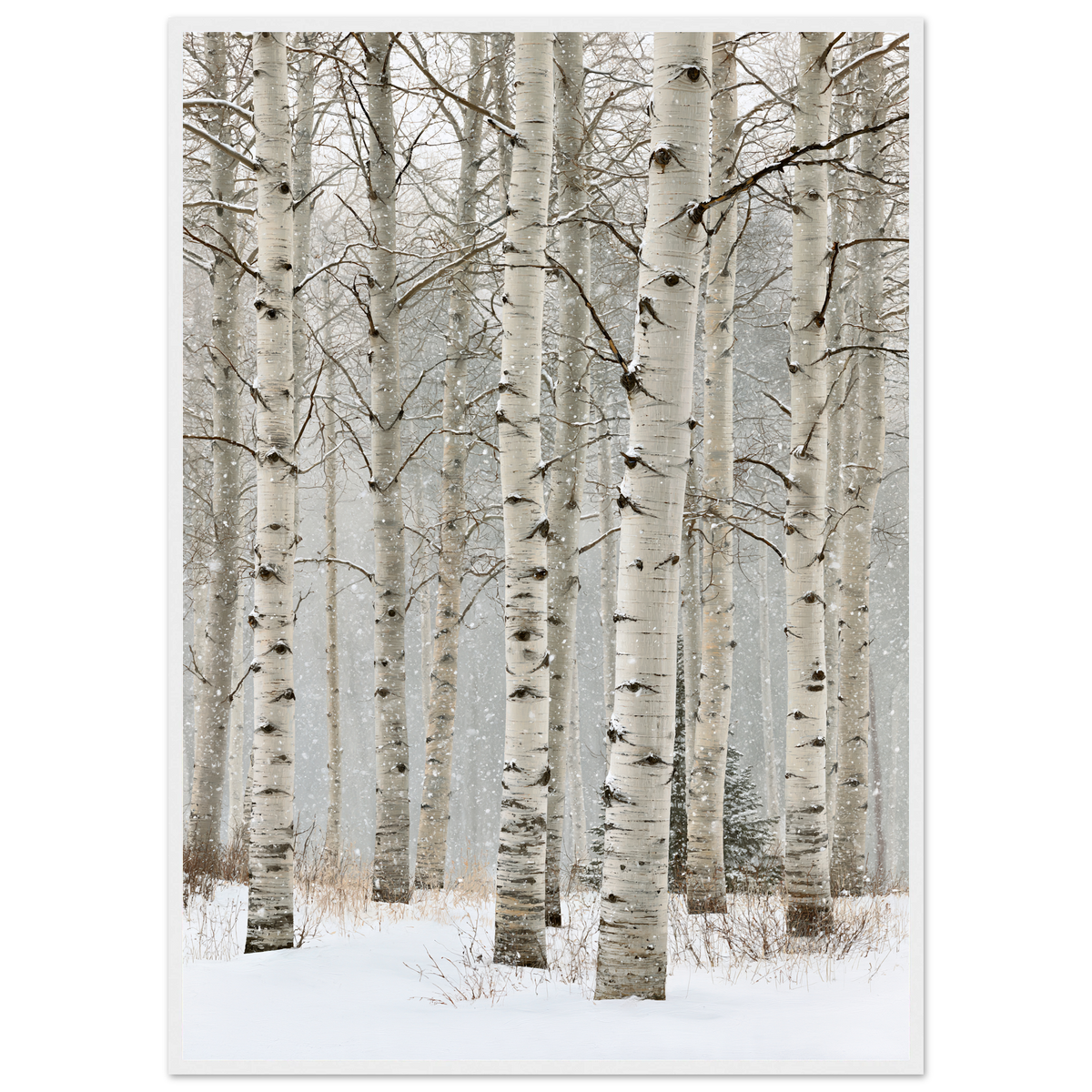 Birch in falling snow, print in a white frame