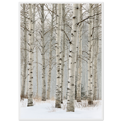 Birch in falling snow, print in a white frame