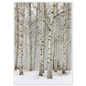 Birch in falling snow, print in a white frame