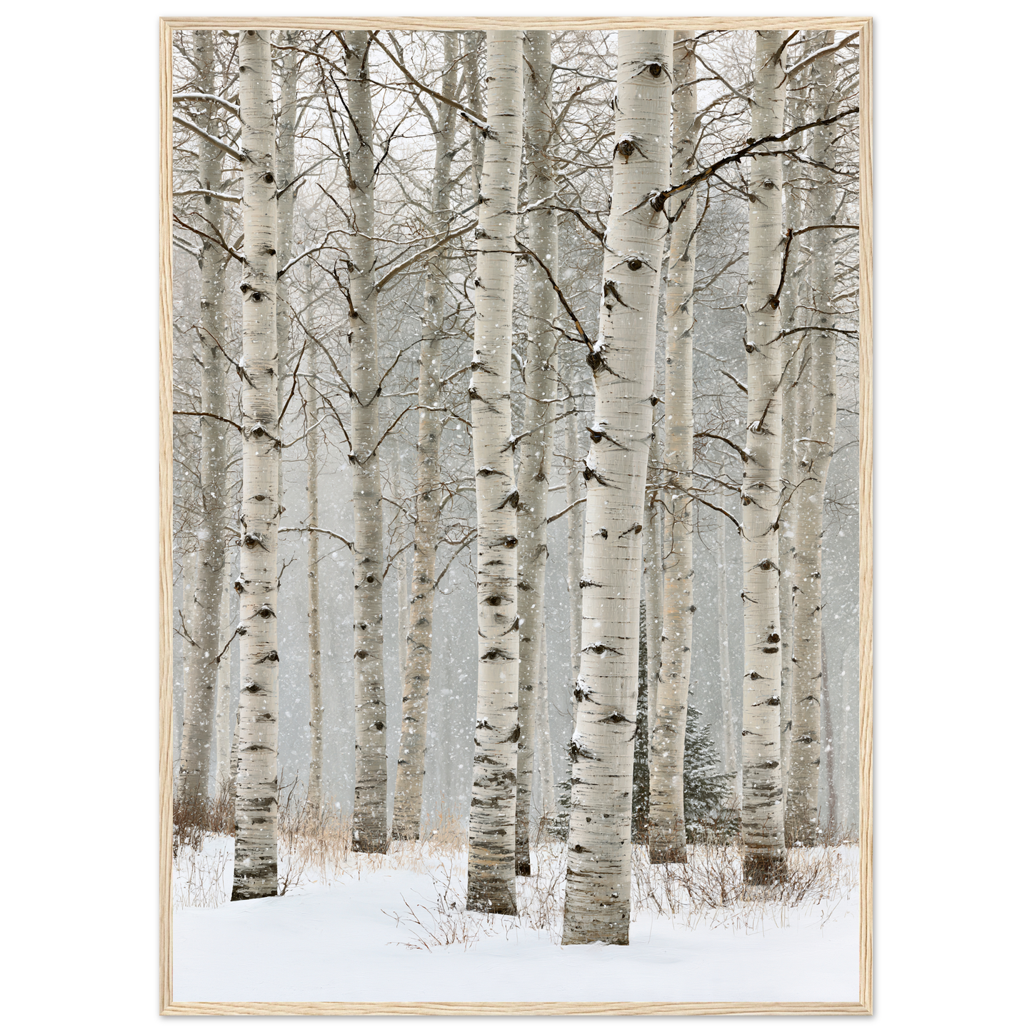 Birch in falling snow, print in a natural wood frame