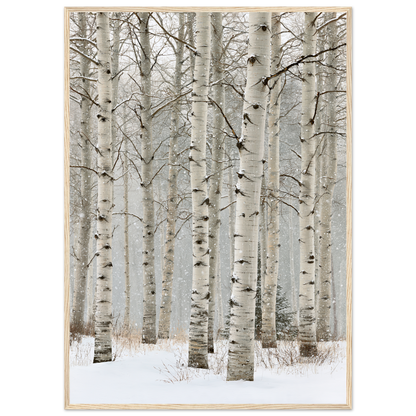 Birch in falling snow, print in a natural wood frame