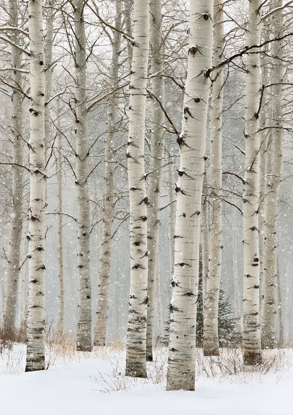 A stand of silver birch under heavy falling snow, the far trees dissolving into pale white air above deep snow