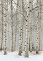 A stand of silver birch under heavy falling snow, the far trees dissolving into pale white air above deep snow
