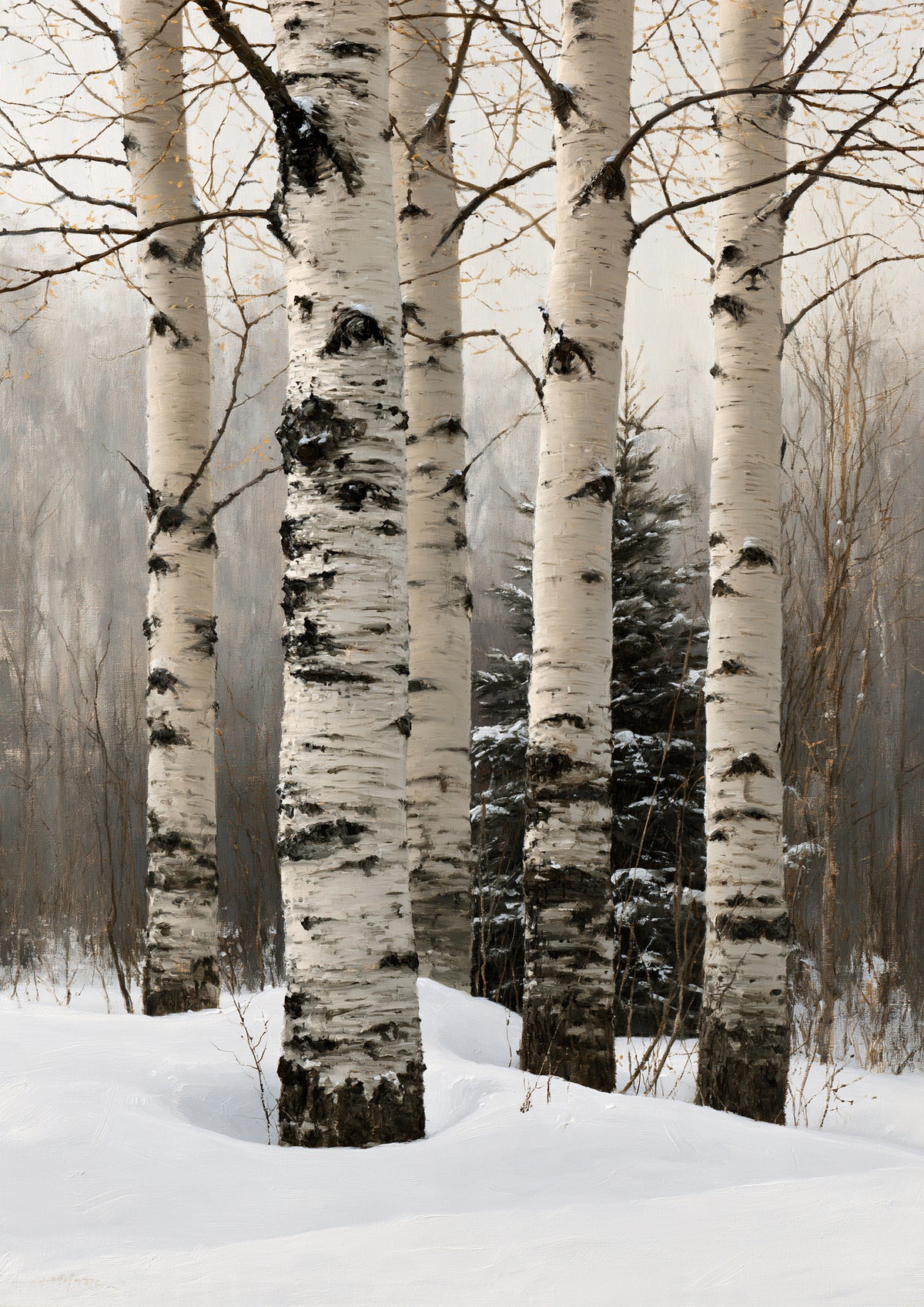 Four pale birch trunks rising through deep snow in a winter wood, with a small dark spruce behind