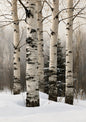 Four pale birch trunks rising through deep snow in a winter wood, with a small dark spruce behind