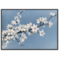 White blackthorn blossom against a pale blue sky in oil, print in a black frame